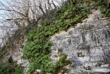 Polypodium cambricum. Взрослые растения в сообществе с мхами. Краснодарский край, Сочи, Хостинский р-н, ущ. р. Большая Хоста, на скале. 11.03.2025.