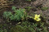 Linaria vulgaris. Цветущее и плодоносящее растение. Ленинградская обл., Ломоносовский р-н, окр. Шепелёвского маяка; п-ов Каравалдай, берег Финского залива, насыпь грунта за бетонными волнозащитными сооружениями. 28.09.2024.