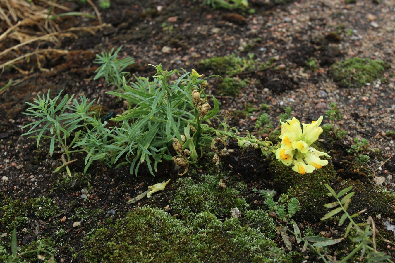 Изображение особи Linaria vulgaris.