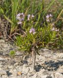 Thymus sessilifolius