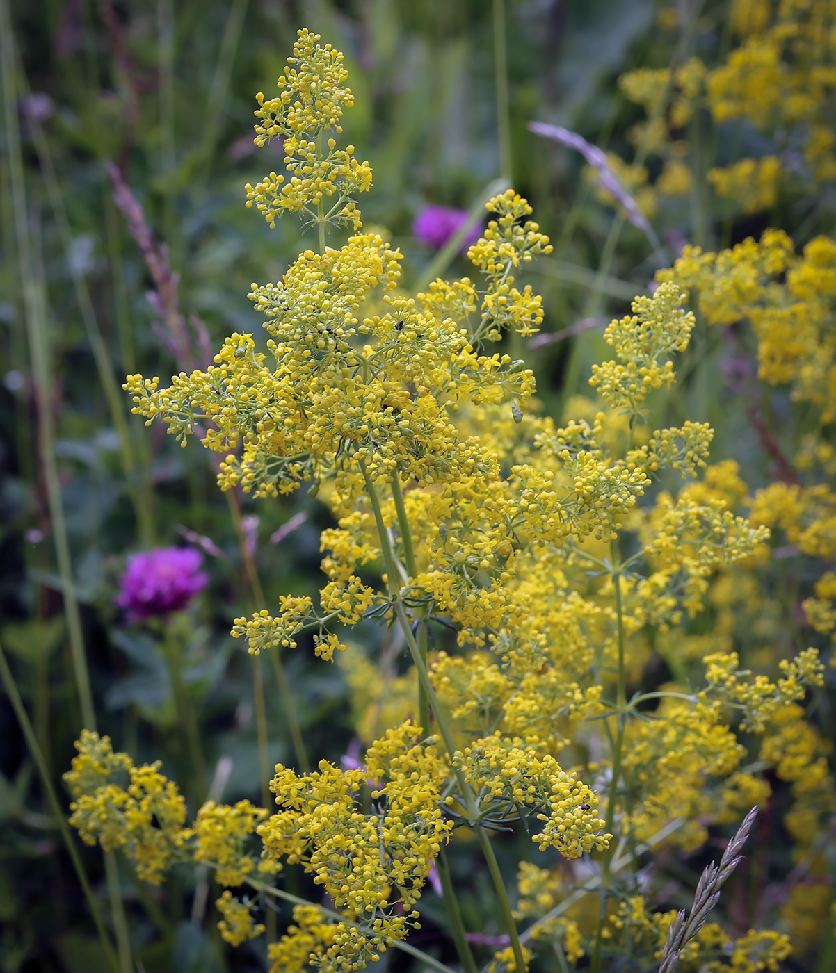 Image of Galium verum specimen.