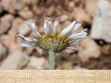 Anthemis jailensis. Соцветие. Крым, гора Чатырдаг, восточный склон, каменистая степь на крутом участке среди леса. 18 июня 2025 г.