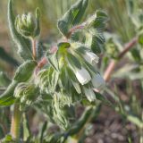 Onosma setosa