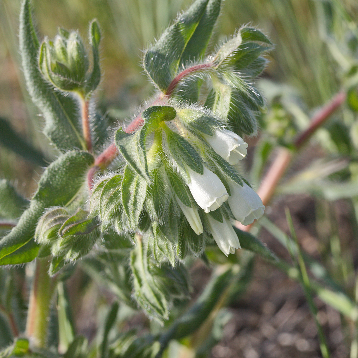 Изображение особи Onosma setosa.