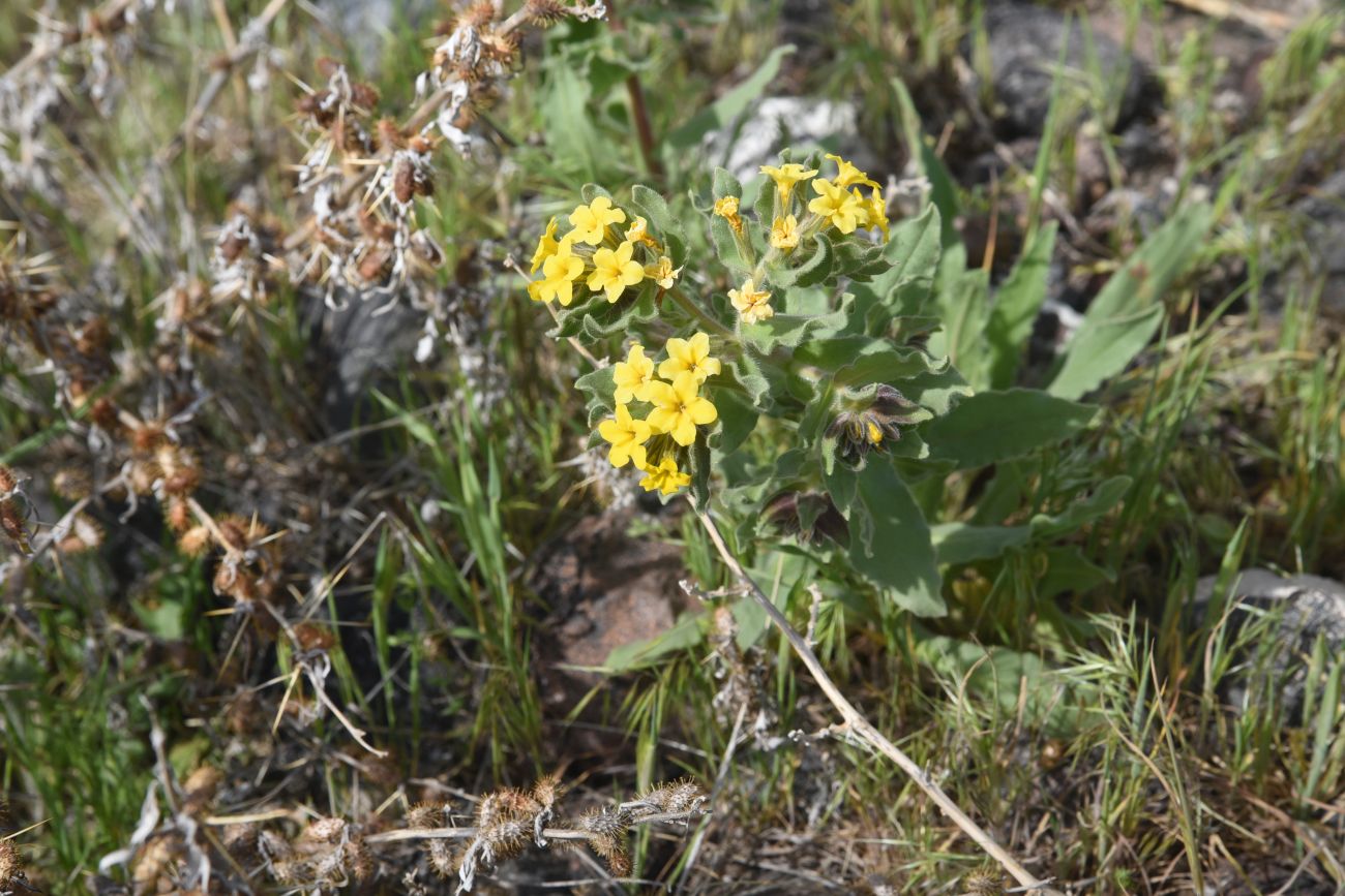 Image of Alkanna orientalis specimen.