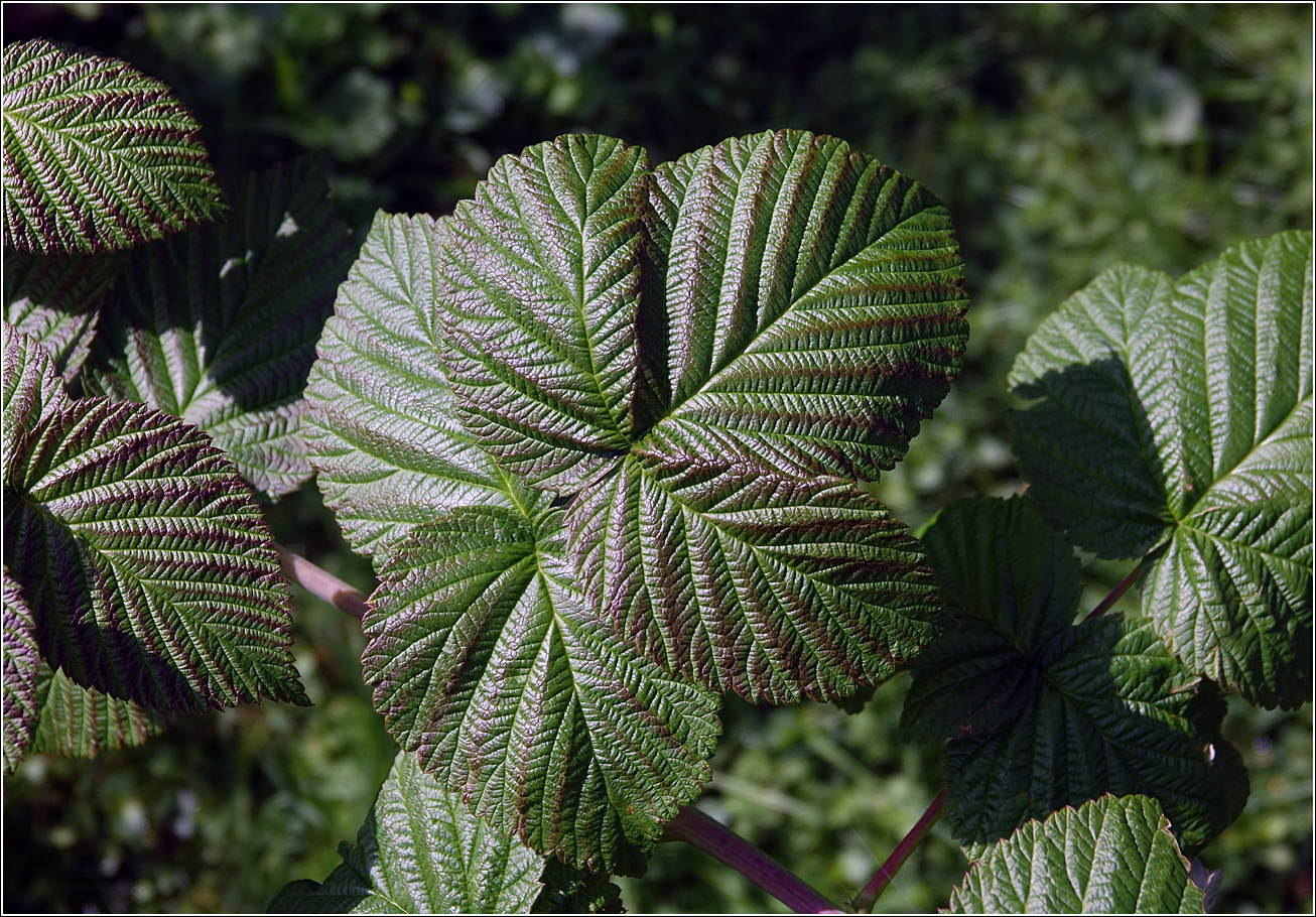 Image of Rubus idaeus specimen.