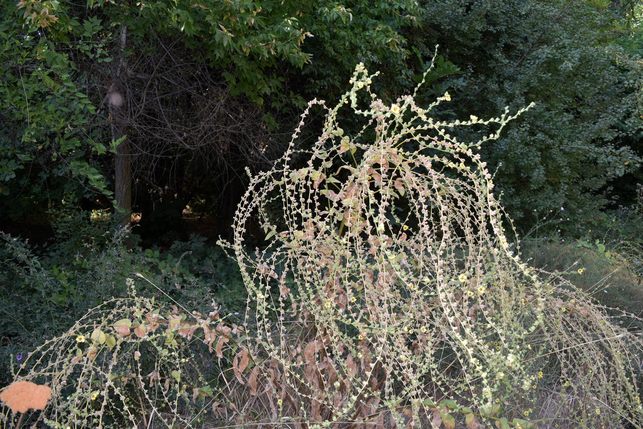 Image of Verbascum sinuatum specimen.