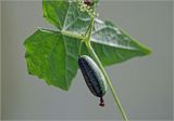 Melothria scabra. Плод на фоне нижней стороны листа. Московская обл., Раменский р-н, окр. дер. Хрипань, садовый участок. 14.09.2025.