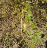 Ulmus pumila
