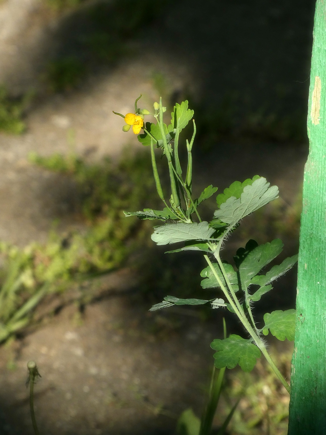Изображение особи Chelidonium majus.