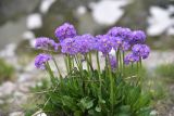 род Primula. Цветущие растения. Кабардино-Балкария, Эльбрусский р-н, западная часть котловины оз. Донгуз-Орун, осушенный участок озера. 18 июня 2025 г.