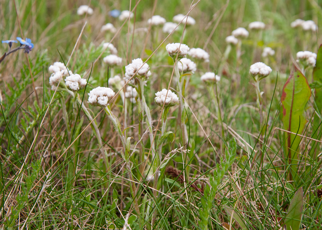 Изображение особи Antennaria dioica.