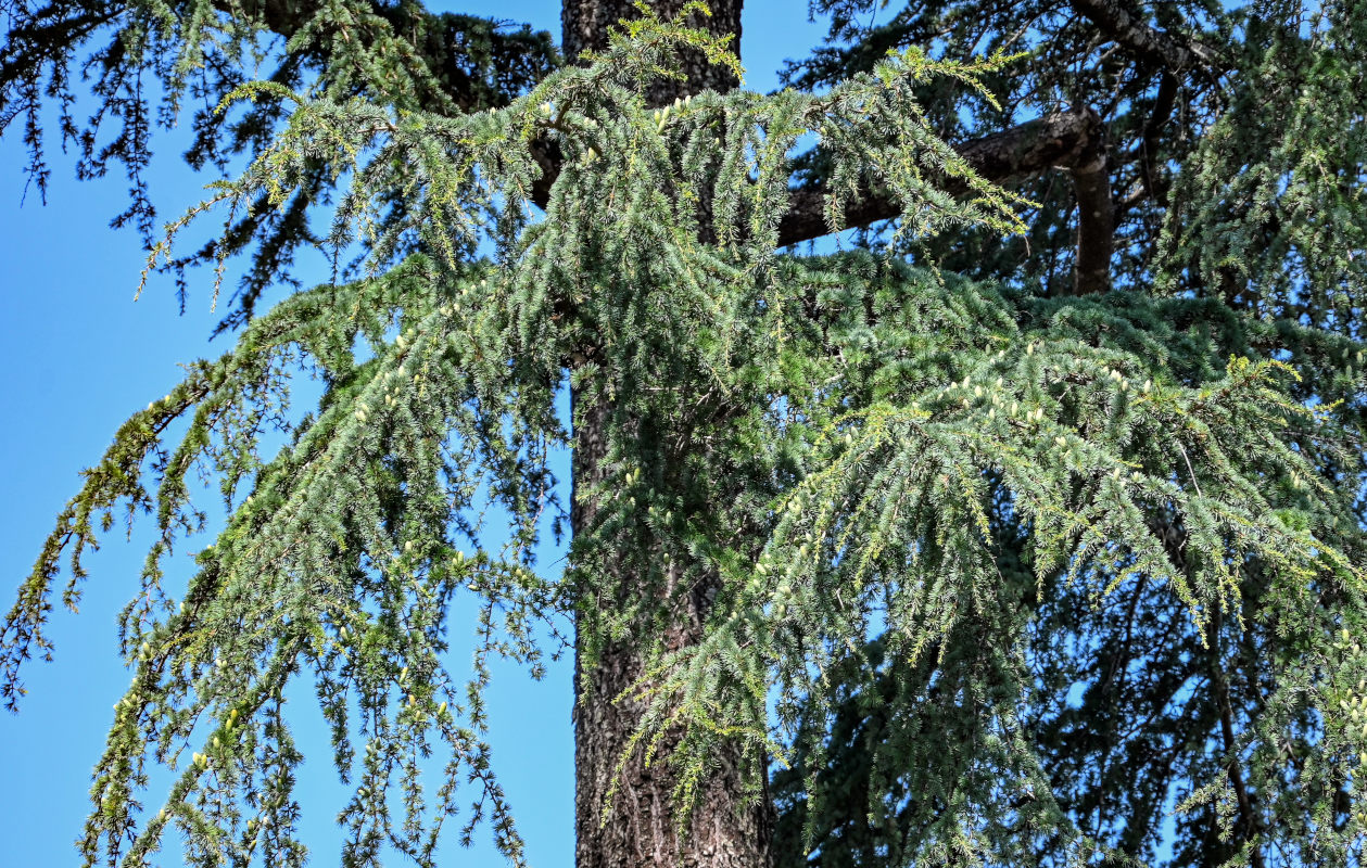 Image of Cedrus deodara specimen.