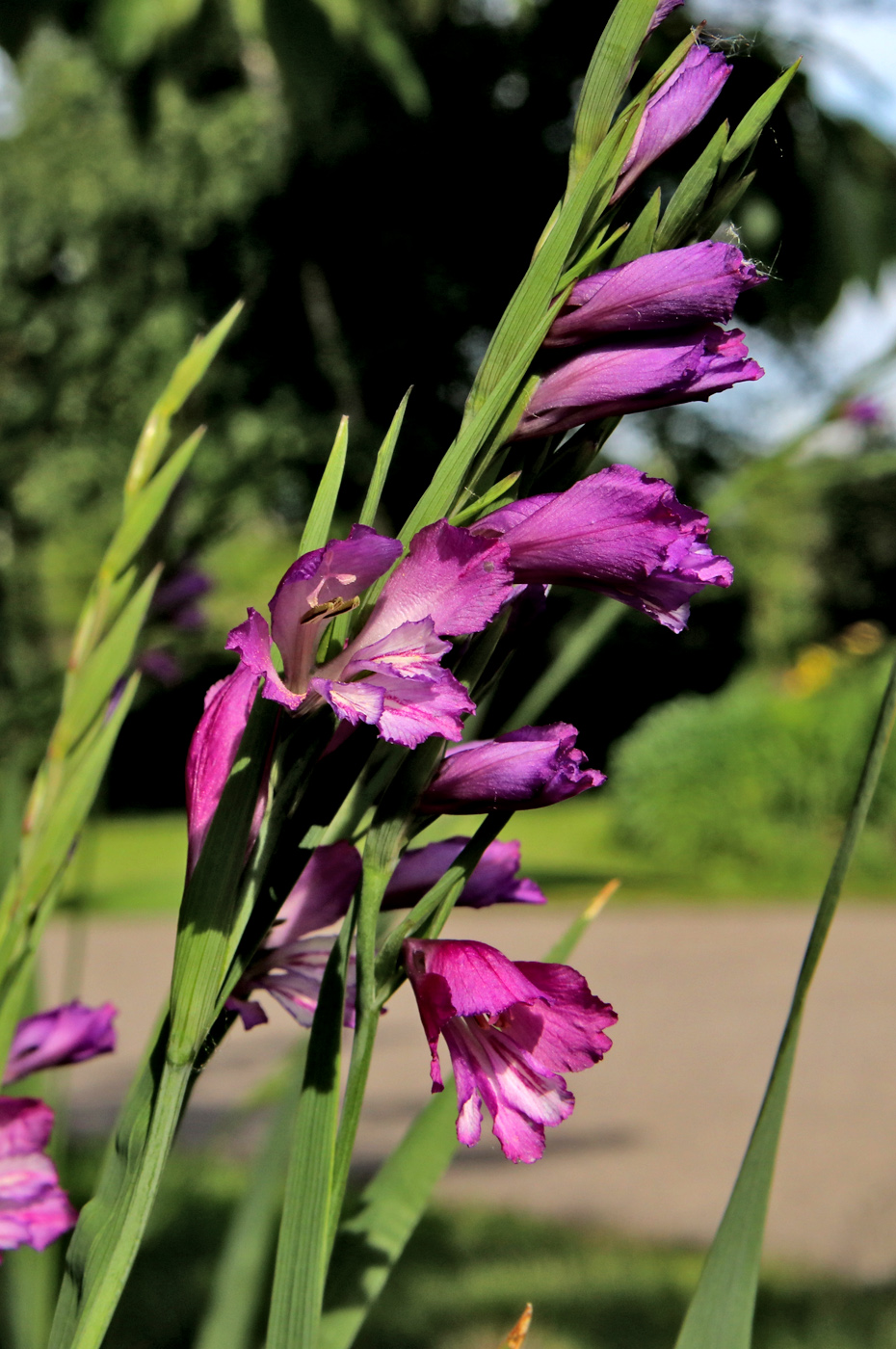 Image of Gladiolus tenuis specimen.