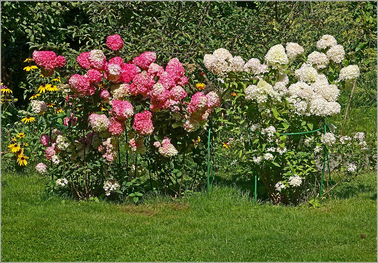 Image of Hydrangea paniculata specimen.