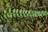 Asplenium viride