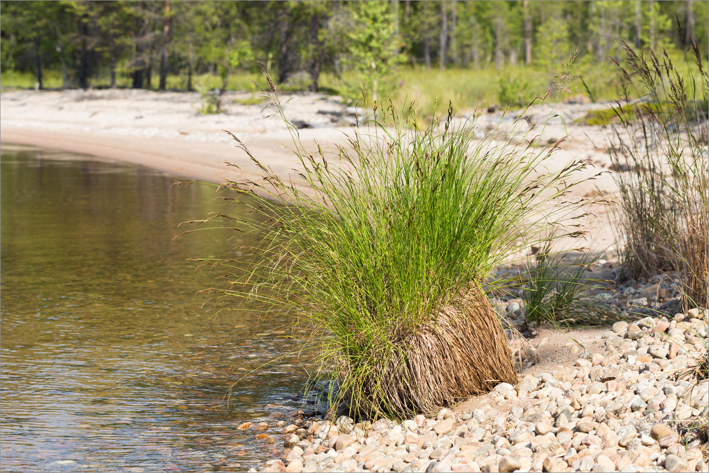 Изображение особи род Carex.