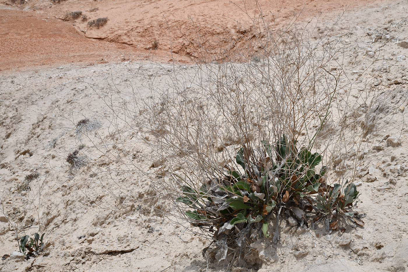 Изображение особи Limonium ferganense.