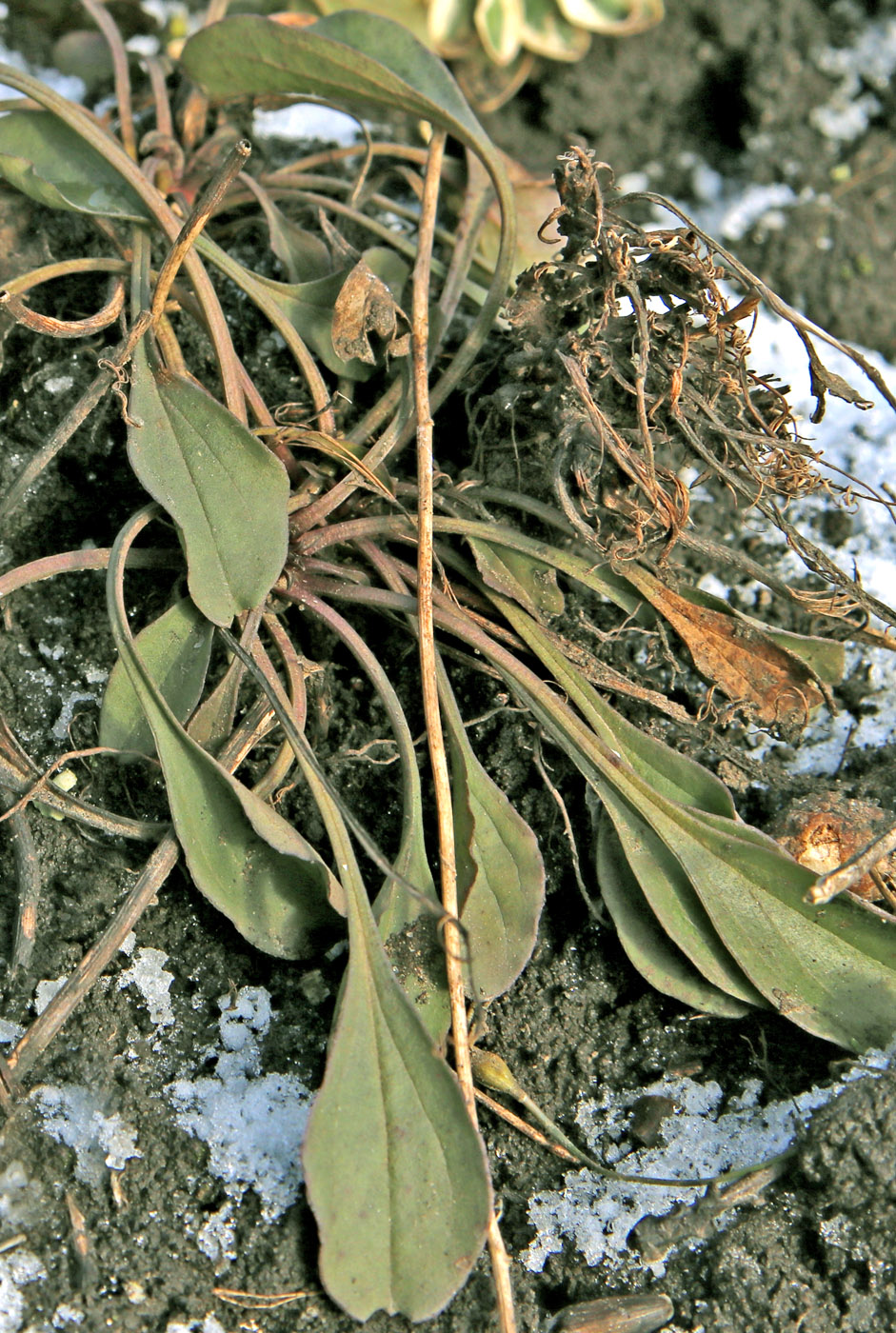 Image of Aster serpentimontanus specimen.