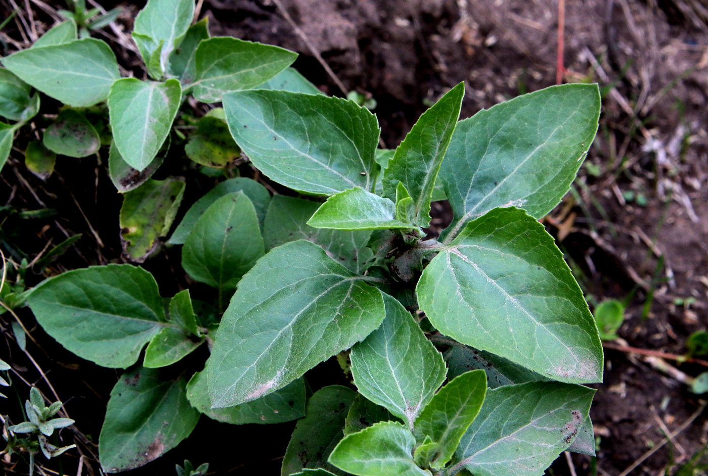 Image of genus Rudbeckia specimen.