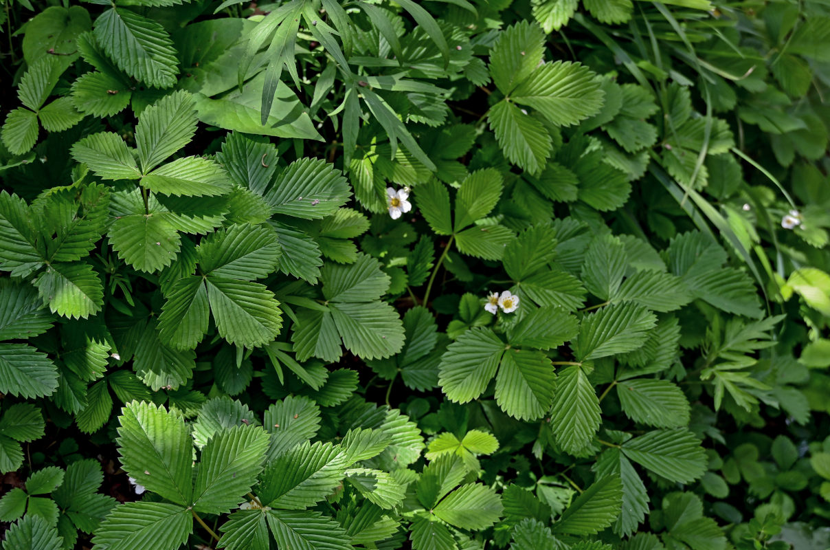 Image of genus Fragaria specimen.