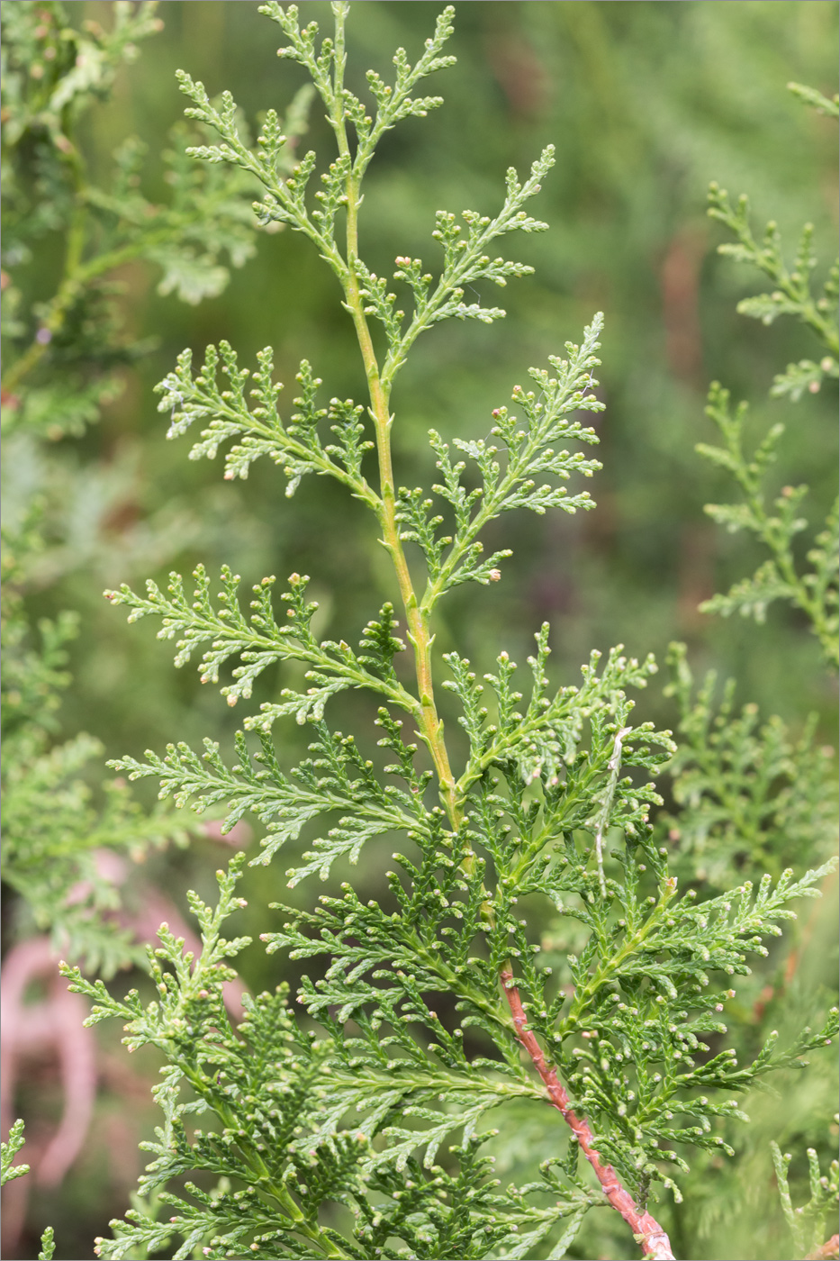 Image of Platycladus orientalis specimen.