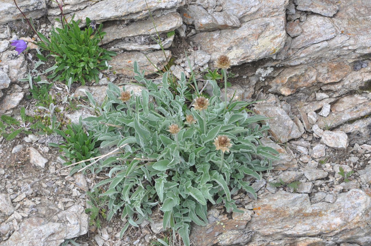 Изображение особи Psephellus caucasicus.