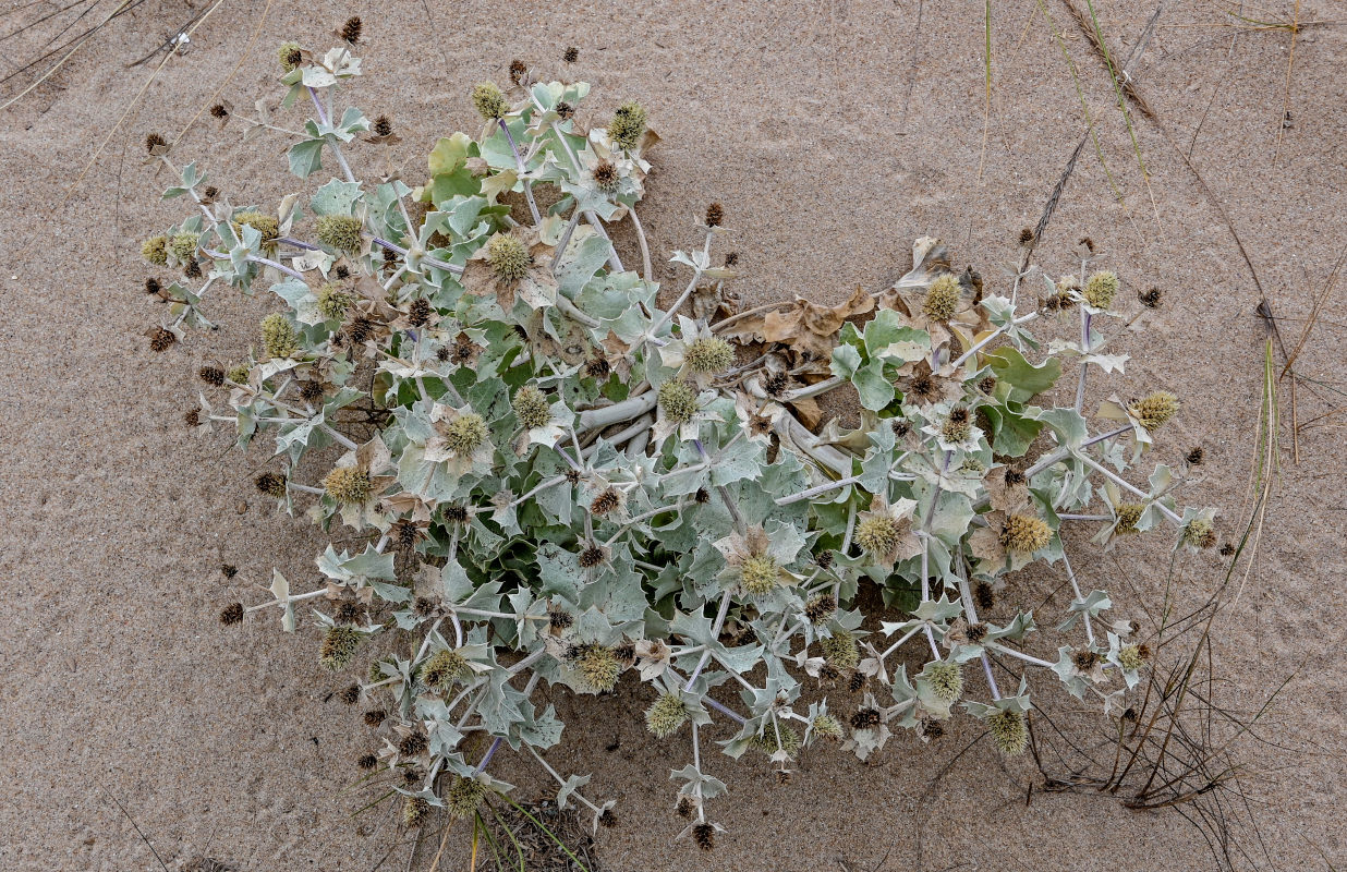 Изображение особи Eryngium maritimum.