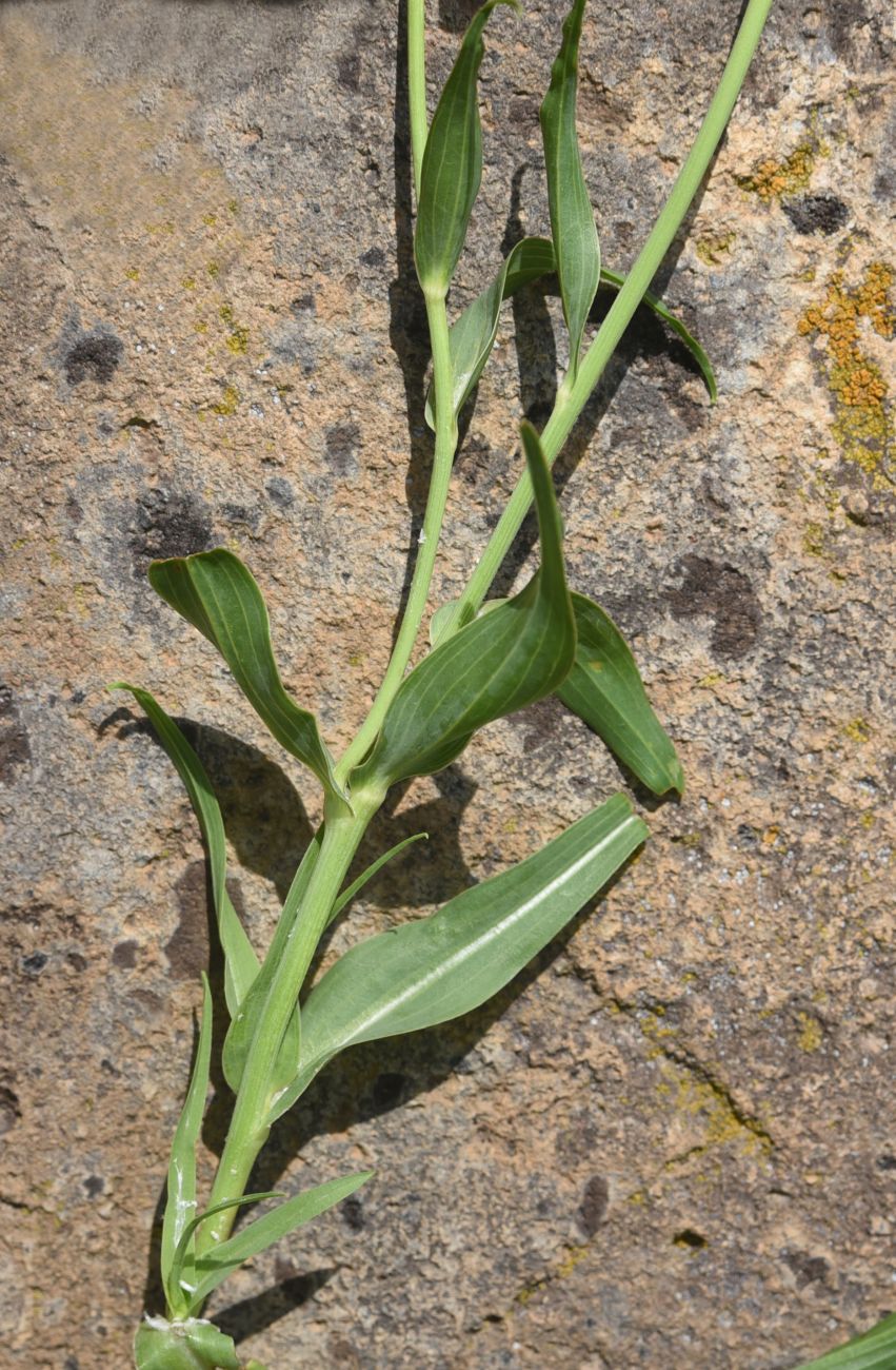 Изображение особи Tragopogon albinervis.