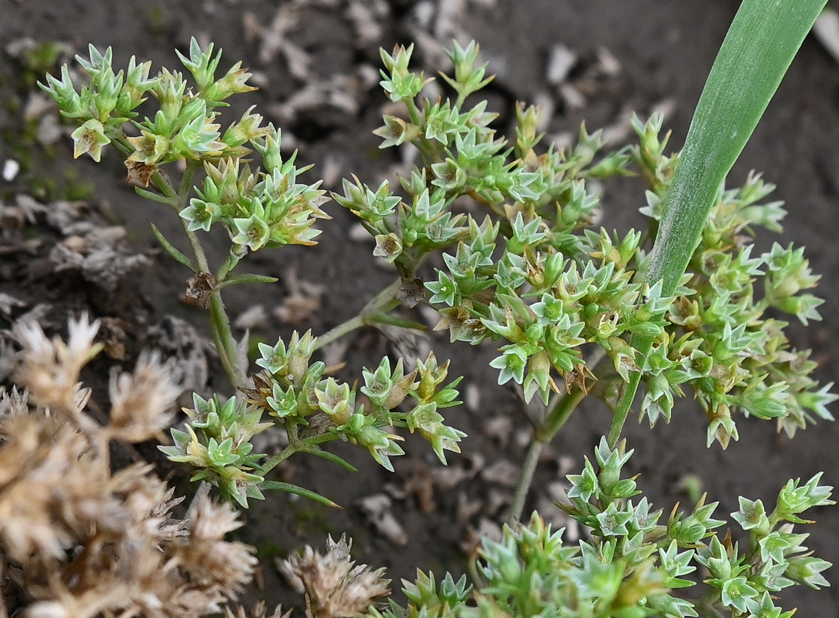 Изображение особи Scleranthus annuus.
