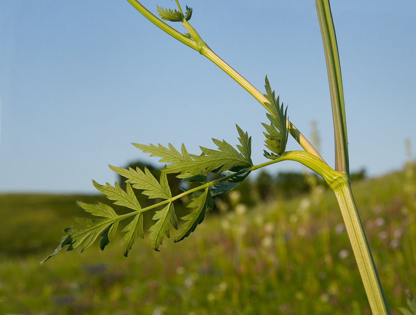 Изображение особи семейство Apiaceae.