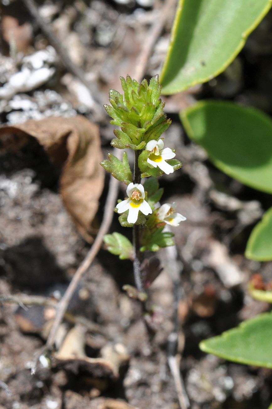 Изображение особи род Euphrasia.