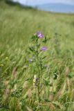 genus Malva