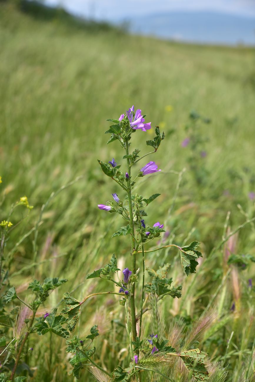 Image of genus Malva specimen.