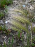 Hordeum jubatum. Верхушки плодоносящих растений. Московская обл., ГО Подольск, мкр-н Климовск, газон. 29.06.2026.