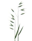 unknown species. Верхушки цветущих растений. Санкт-Петербург, ул. Боровая, газон. 14 июля 2026 г.