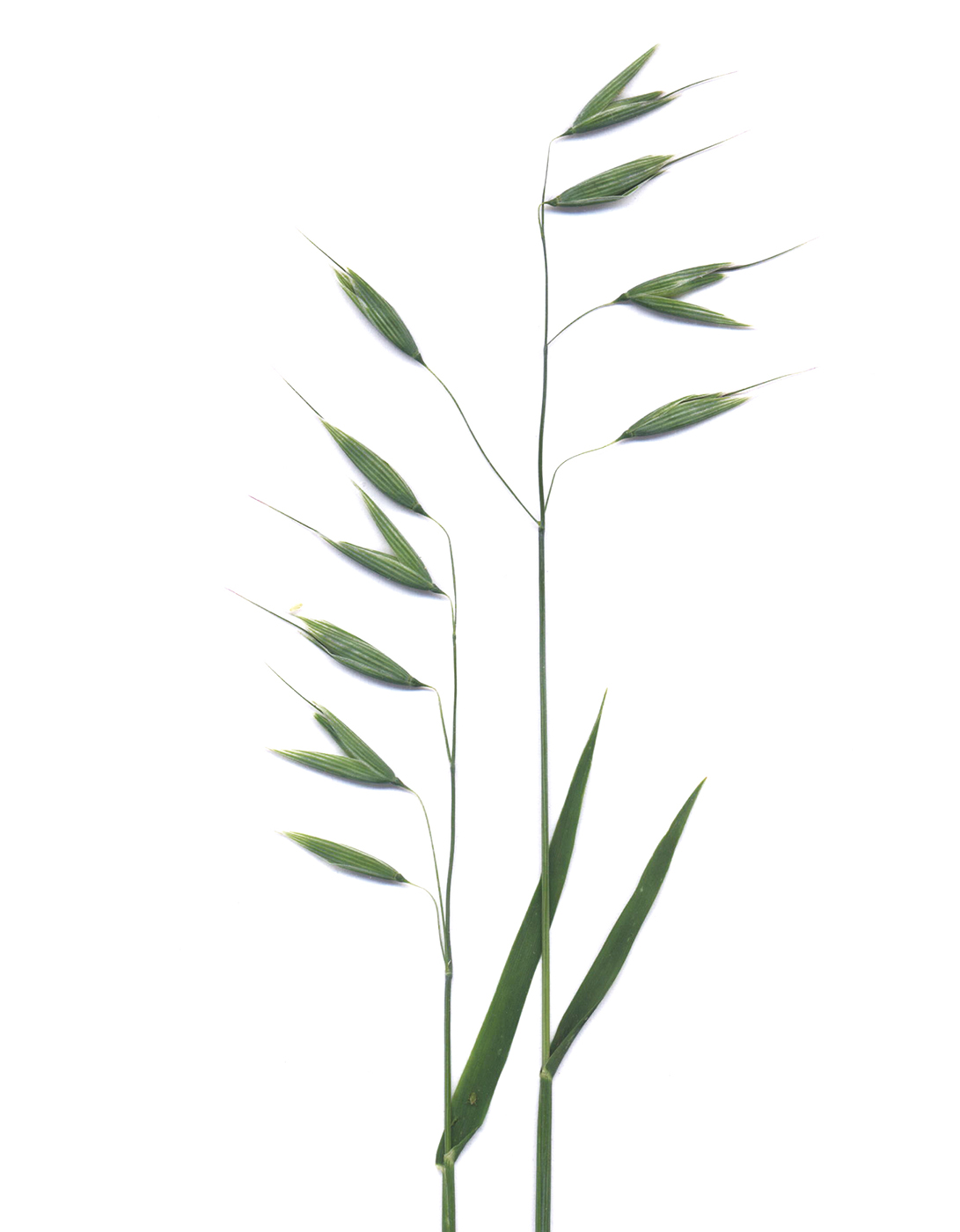 Image of Unknown species specimen.
