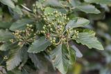род Sorbus