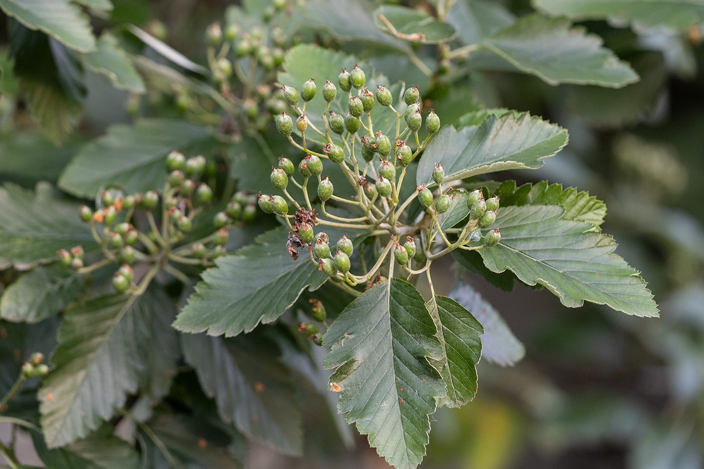 Image of genus Sorbus specimen.