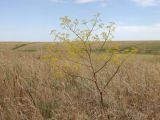 Ferula caspica