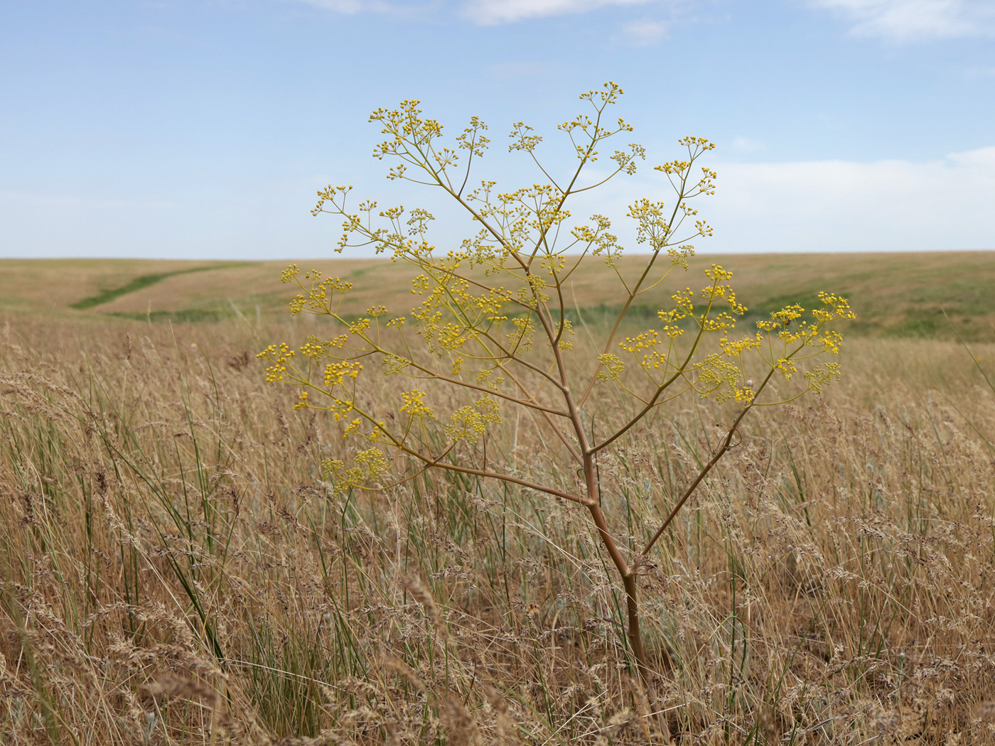 Image of Ferula caspica specimen.