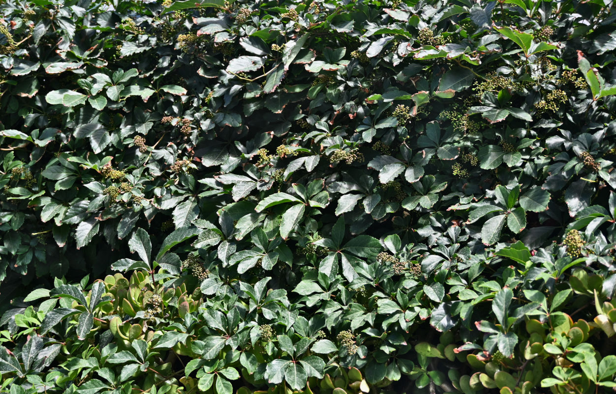 Изображение особи Parthenocissus quinquefolia.
