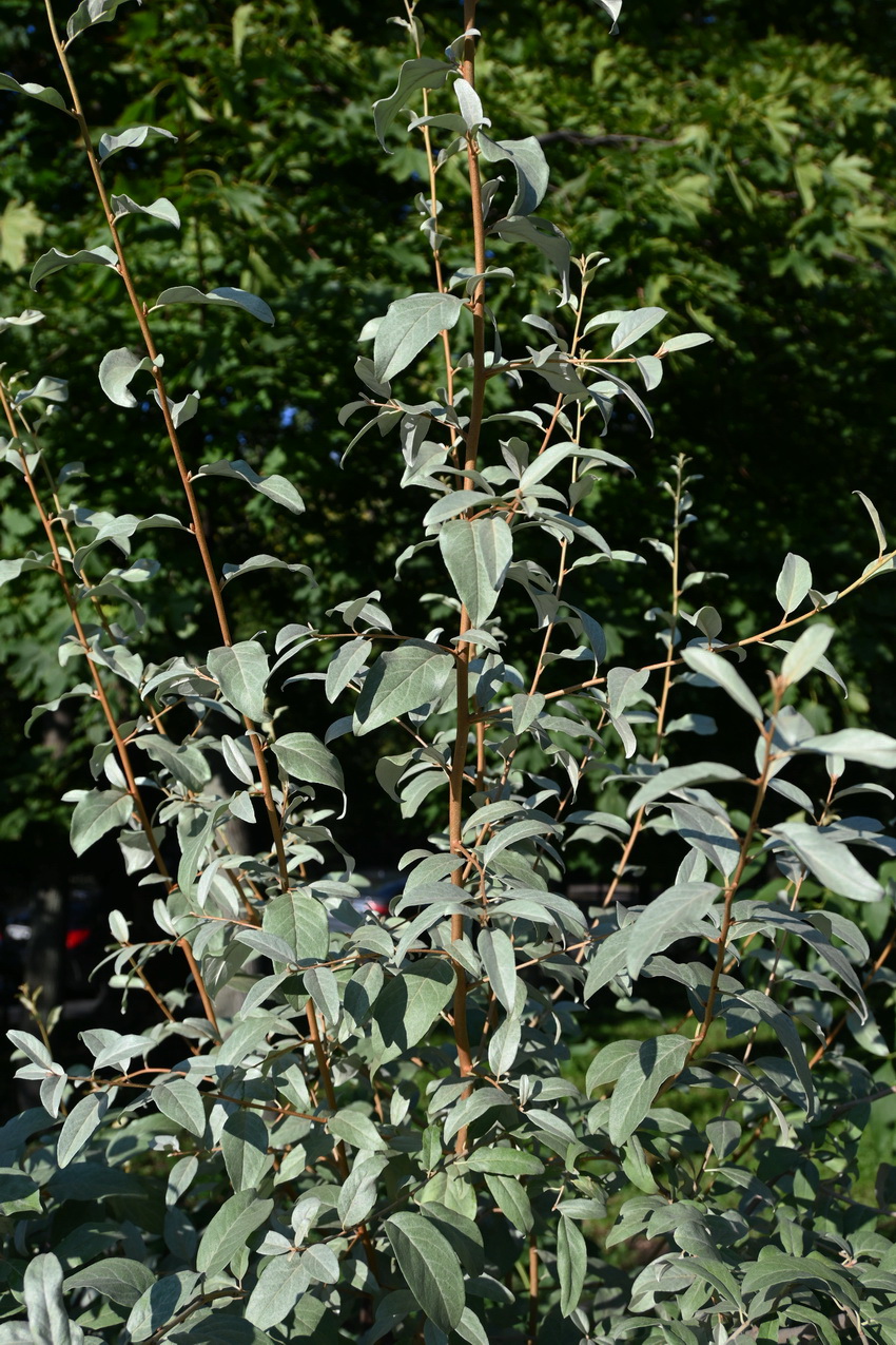 Изображение особи Elaeagnus commutata.