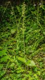 Listera ovata. Цветущее растение. Санкт-Петербург, Приморский р-н, заказник «Северное побережье Невской губы», просека ЛЭП, в кустарнике. 13.07.2026.