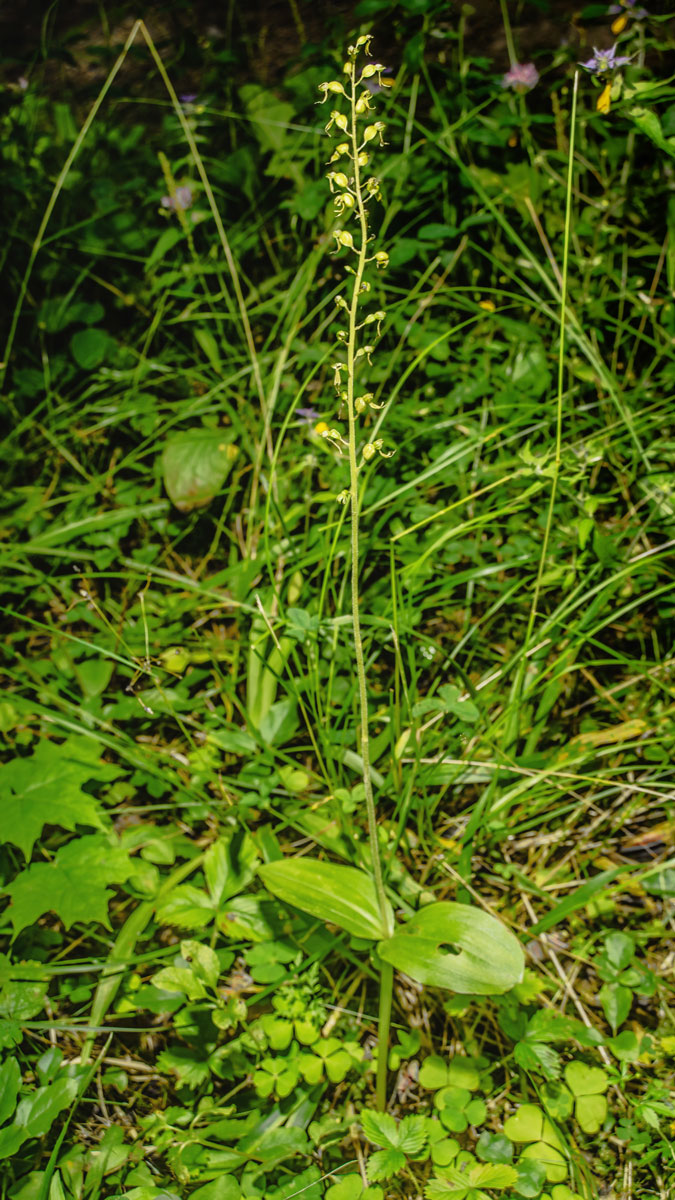Image of Listera ovata specimen.