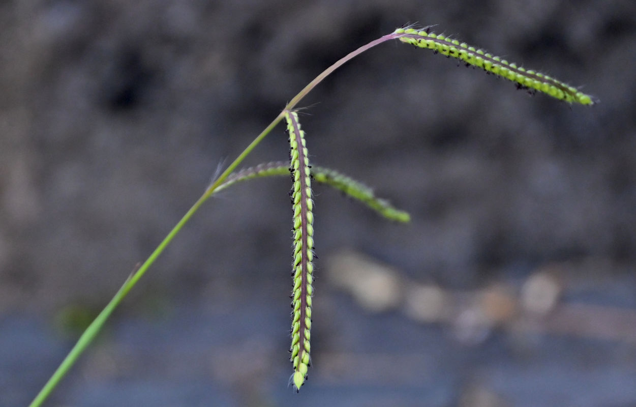 Image of Paspalum dilatatum specimen.