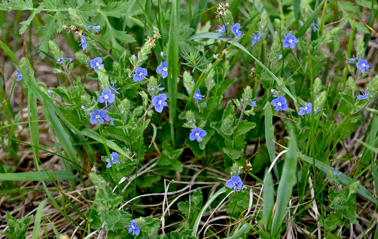 Image of Veronica chamaedrys specimen.