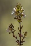 Euphrasia petiolaris