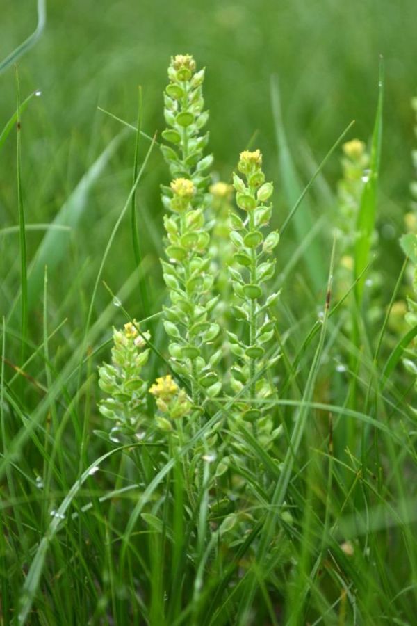 Изображение особи Alyssum turkestanicum var. desertorum.