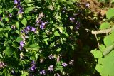 Lathyrus laxiflorus. Цветущие растения. Турция, ил Артвин, р-н Юсуфели, окр. дер. Дамлаташ, выс. 1800 м н.у.м., поляна на краю леса. 13 июня 2026 г.